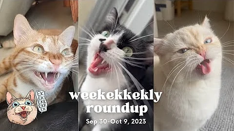 ekekekkekkek compilation - Cute Cats Chirping & Chattering (Weekly Roundup: Sep 30-Oct 9, 2023)