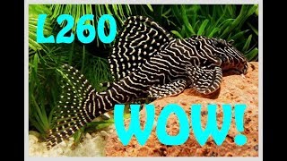 Wild Caught L260 Pleco Unboxing