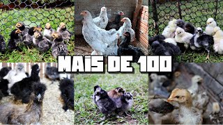 Lotes De Pintinhosfrangos Que Vão Virar Matrizes E Reprodutores Em 2022 Galinhas Ornamentais