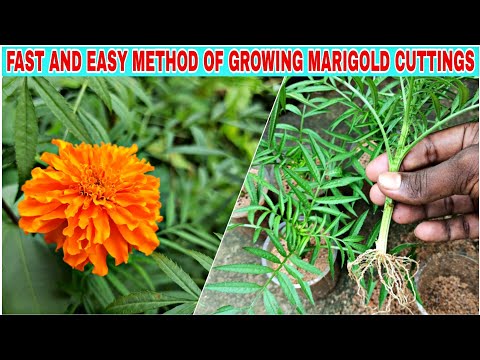 Grow Marigold(Genda) From Cuttings// Fast & Easy Method Of growing marigold from cuttings