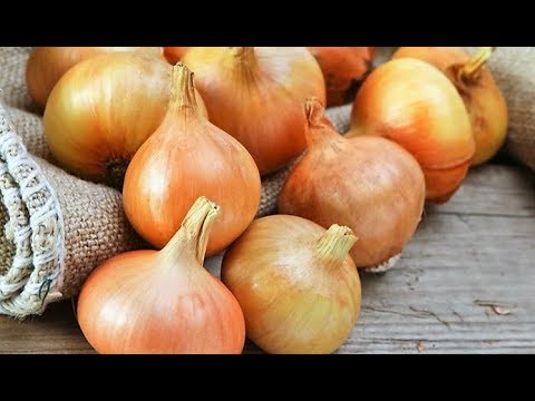 فوائد بذور البصل لن تصدق الامراض التى تعالجها عندما تدخل اجسادنا فوائد علاجية مدهشة