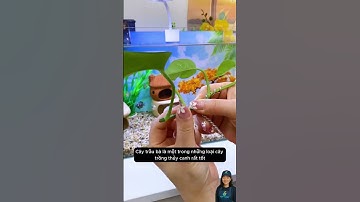 Trồng cây thủy canh cho bể cá chỉ với một sợi dây thép đơn giản và giúp sạch nước #aquarium #shorts