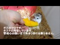 我が家のハムスター紹介♪