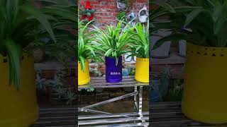 Don&#39;t throw away the bottles and cans you use at home. Let&#39;s make a flower pot and plant #flowerpot