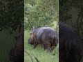 Big fat hippo walking around #wildlife #nature #hippo #safari #sightings #4kshorts #videography