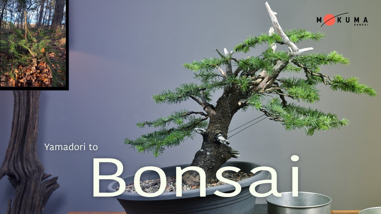 First Styling for a Douglas Fir Yamadori