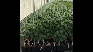 Fiberglass Plant Stake JIAOYOUNG.com #citrustree #gardenplants #landscape #treeplantation #frp