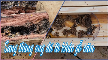 Cách sang thùng tổ ong dú đúng kỹ thuật từ khúc gỗ nguyên bản | Ong dú Visionbee