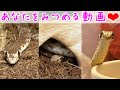 【毒蛇飼育】かわいいモイラヘビ に見つめられる動画⭕️Cute false cobra video staring at you☺️