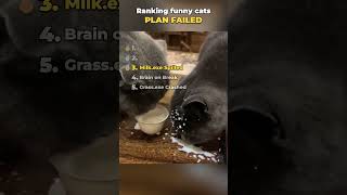 Top 5 Cats Whose Plans Went Wrong 😂 #top5 #funny #catshorts #pets #funnycats #cats #cat #cute