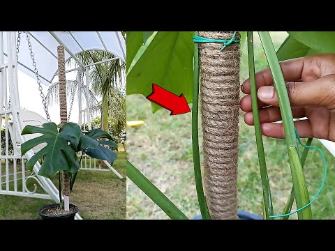 Make Moss Stick easily in just ₹10 | DIY - Moss Stick - YouTube