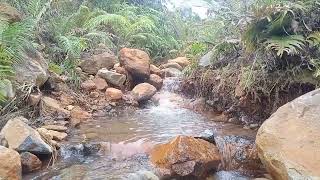 The sound of gurgling water in the tropical forest cools the mood, very good for therapy