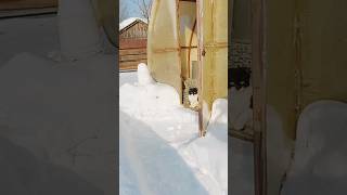 Тепличный кот Кузя идёт по снегу домой
