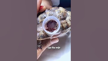 Họ cứu con rùa này theo 1 cách không ai nhờ tới!