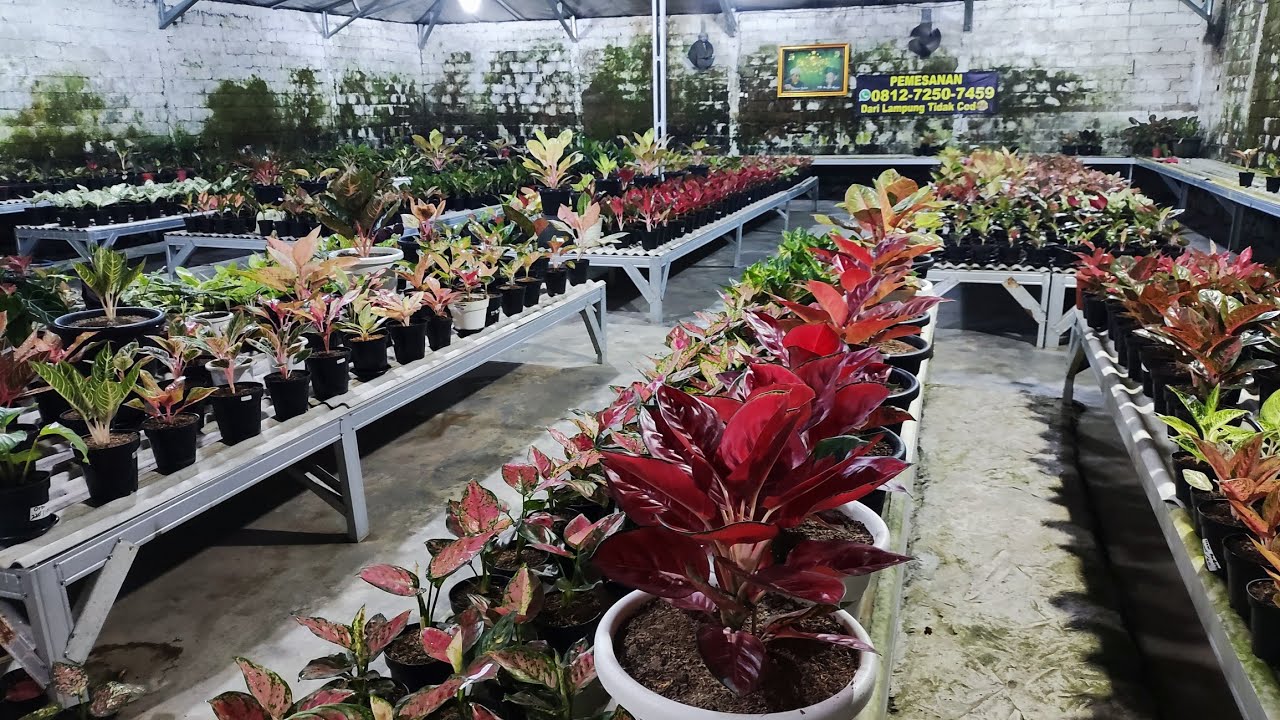 Tanaman Hias aglonema