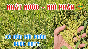 RÃI PHÂN RƯỚC HẠT THẾ NÀO HỢP LÍ? LÚA SÁNG HẠT - DƯỠNG NO CẬY VỤ HÈ THU 2025