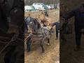 Tracing Romania's Strongest horse #horse #horses #sterstallion