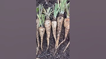 Parsnip Harvest #parsnip #vegetablegarden