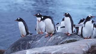 Penguin Documentary