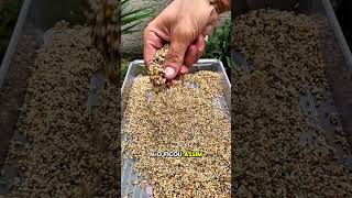 #Coleiro #tiziu #papacapim #fyp