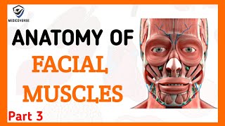FACIAL MUSCLES PART 3 || ORIGIN, INSERTION AND ACTION || MASTICATORY MUSCLES