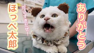 ありがとうほっぺ太郎…出逢った時から全部、だいすきだよ【猫のほっぺ太郎】#cat #猫 #保護猫
