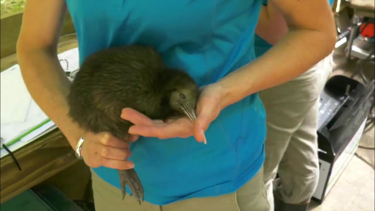 Aon in the Community Supporting Kiwi Hatchery and Wingspan YouTube