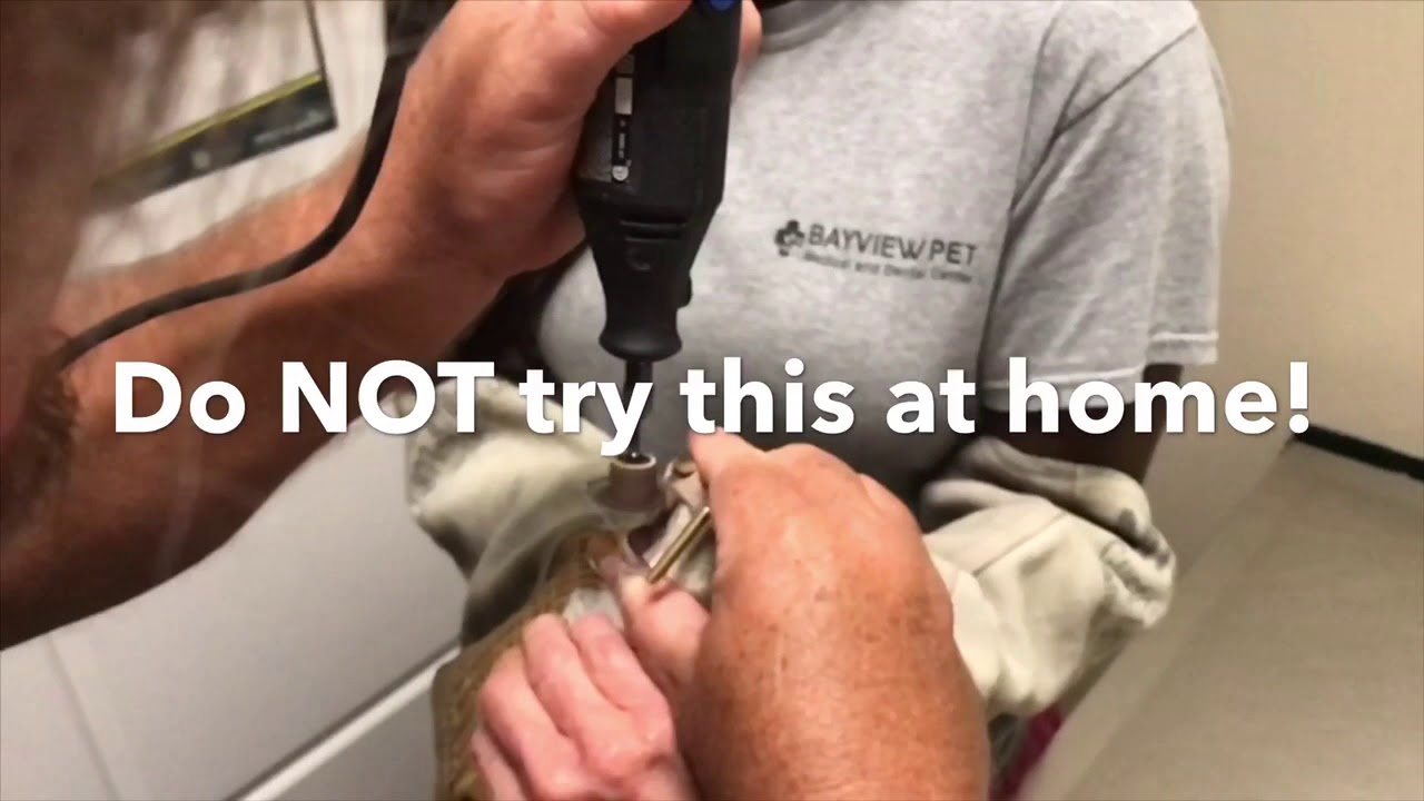 GREY SQUIRREL IN FOR ITS MONTHLY TEETH TRIMMING YouTube