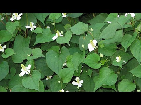 Video: Houttuynië. Regenboog In Je Tuin