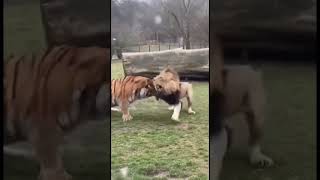 When Survival Turns Cruel #AnimalFight #WildLife #NatureDrama