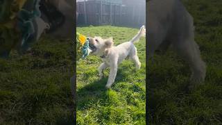Whatcha Got Buzz? #buzzdog #dogfunnyshorts #doggielife #crazydog #dogfun
