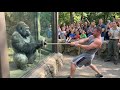 Gorilla vs Bodybuilder: Zoo Tug War Challenge You Can&rsquo;t Miss! 🦍💪