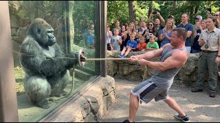 Download Lagu Gorilla vs Bodybuilder: Zoo Tug War Challenge You Can’t Miss! 🦍💪 MP3