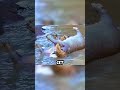 Hyènes + Hippopotame m*rt = EXPLOSION 💥💀