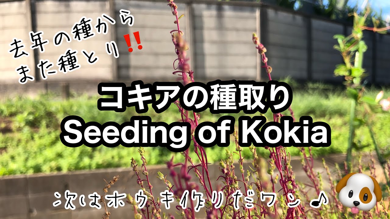コキア 種取り 塾 線路沿いの花壇のようす 21年11月中旬 Youtube