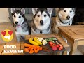 Huskies & Puppy Review Food! [PART 1] [FOOD TESTING]