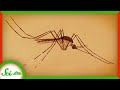 The Mosquito That Doesn’t Bite You, Even Though It Could