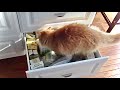 Cat Tribute #2