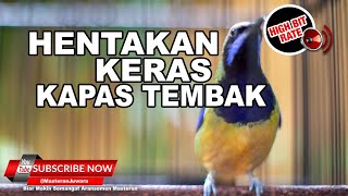 🔴Ngekrek Kapas Temabak Kasar❗️Cucak Cungkok Gacor Masteran Segala Macam Burung❗️