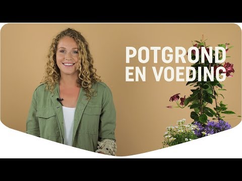 Video: Lavendel plantenvoeding - Lavendelplanten bemesten