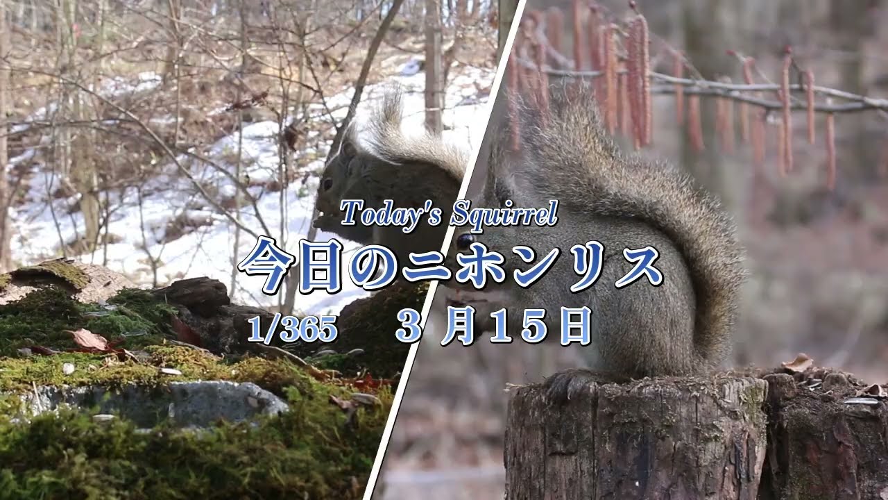 今日のニホンリス　３月１５日