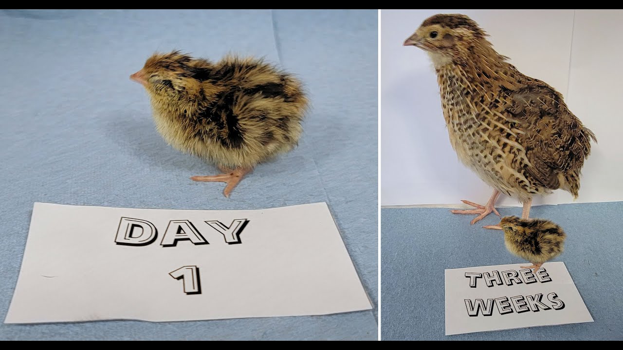 Quail Growth Day 1 to 3 weeks - YouTube