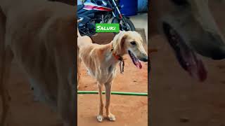 Saluki puppies available in coimbatore contact 8870165919.#chippipari #saluki #hound #coimbatore#dog