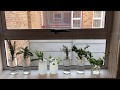 Growing herbs from supermarket at home: Start growing herb cuttings indoors [rooting herbs fast]