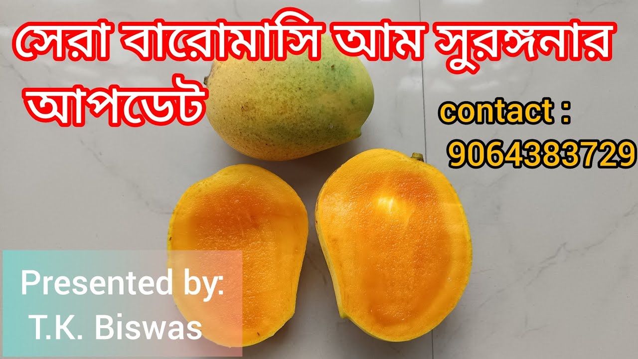 Update of the best alltime mango variety Surangana.
