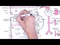 Vasculitis Pathophysiology Overview