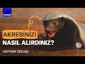 Asla geri adım atmayan küçük rekortmen: Bal porsuğu - YouTube