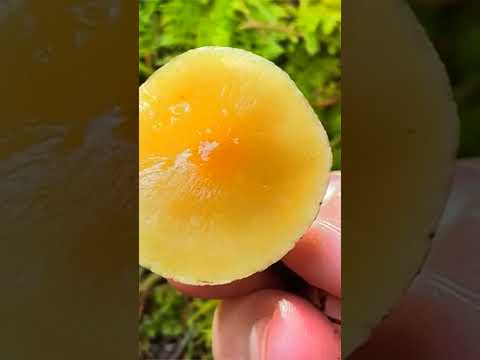 Опёнок серопластинчатый (Hypholoma capnoides)  short #shorts