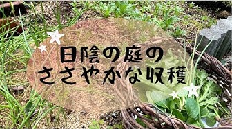 家庭菜園 Youtube