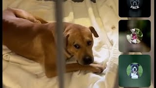 Amazing Day 1 from Dogtober Adoption Fall Festival from ACS San Antonio Live!!! Over 100 Adoptions!!